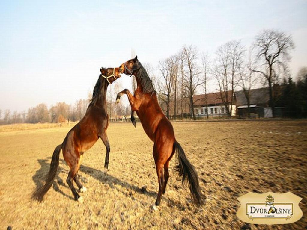 Dvur Olsiny -Hotel And Horse-Riding Karviná Kültér fotó